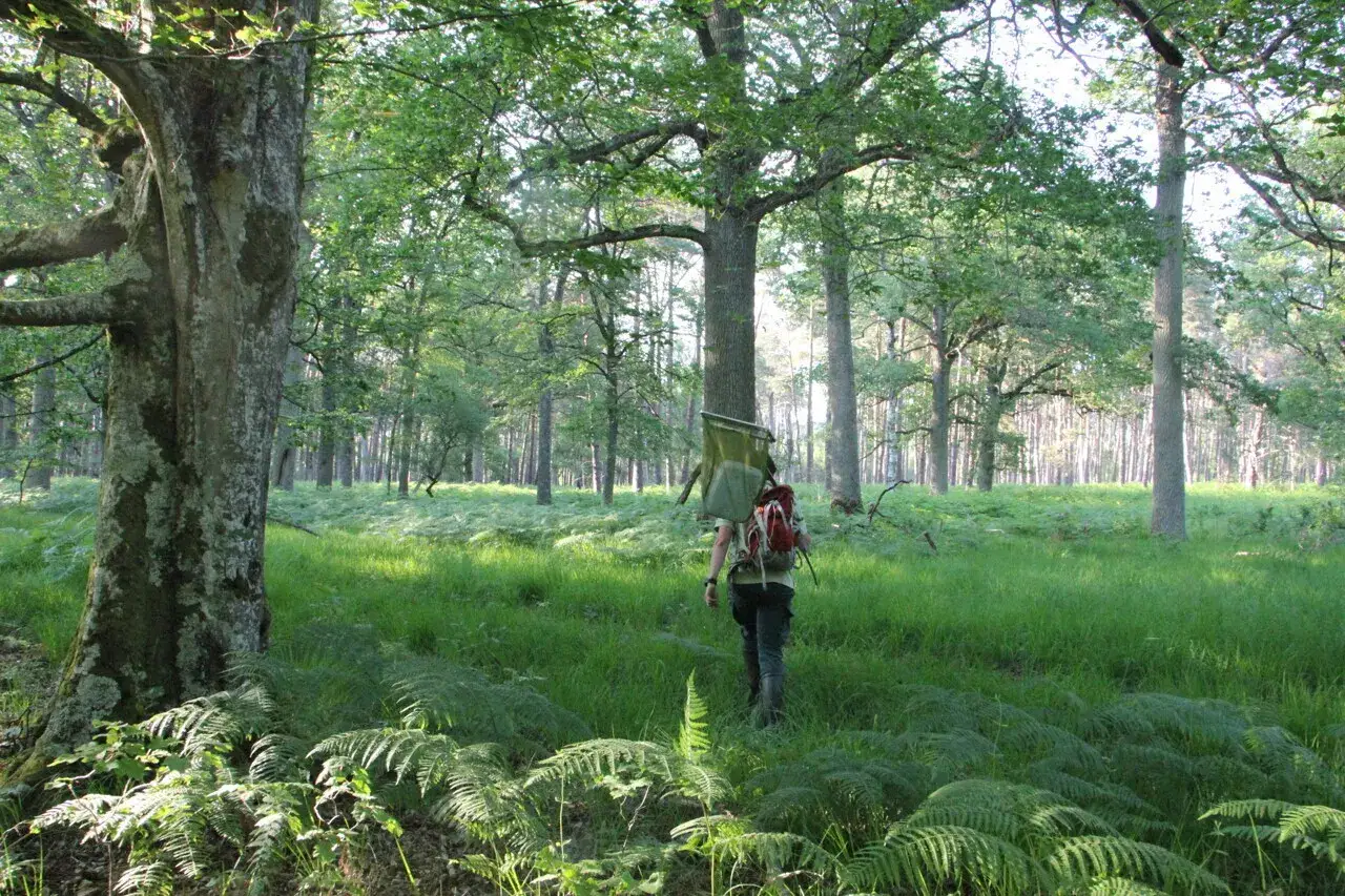 Une personne en randonnée dans les Yvelines traverse une clairière verdoyante bordée de fougères et d'arbres majestueux.