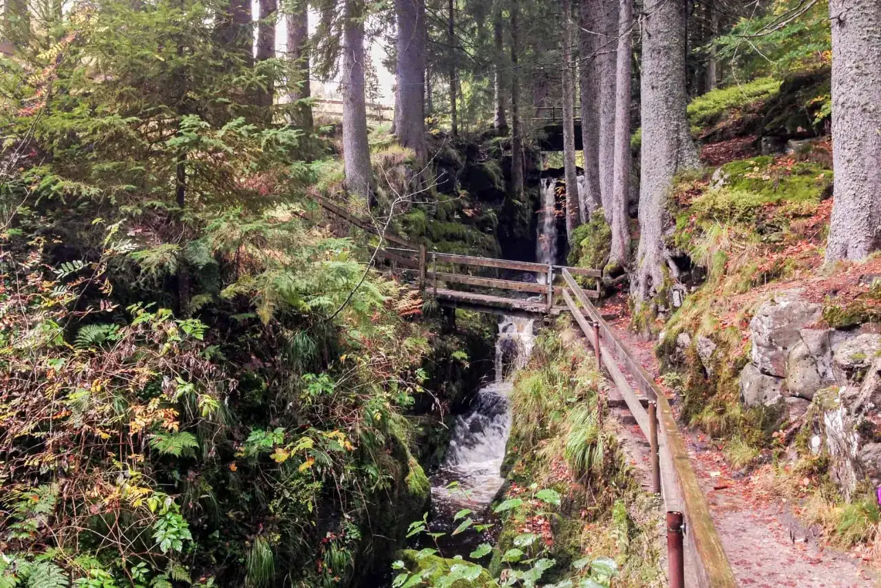 Sentier bois&eacute; en For&ecirc;t-Noire-Allemagne, avec un petit pont en bois traversant une cascade. La nature y est luxuriante et verdoyante.
