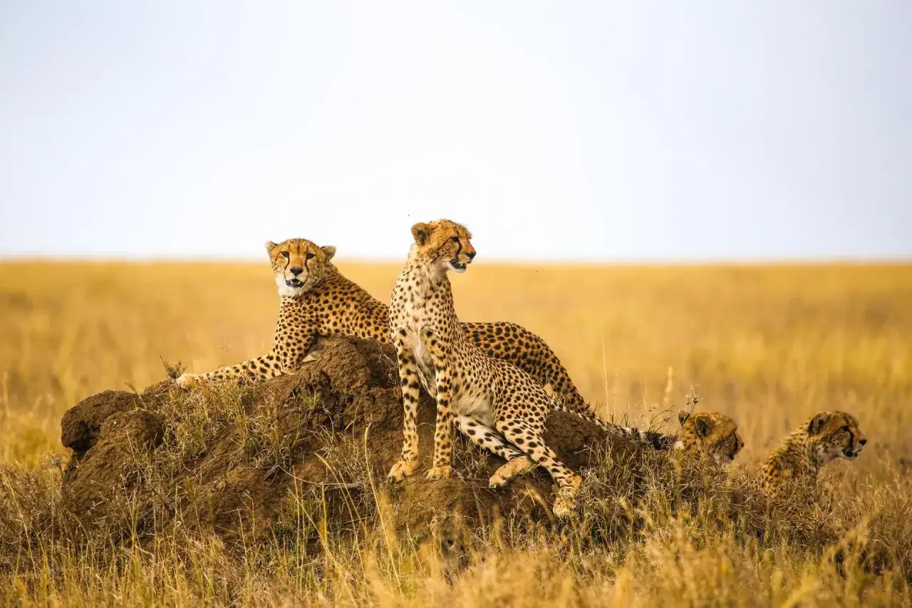 Une famille de guépards se repose sur une termitière, un spectacle typique de ce que faire en Tanzanie.