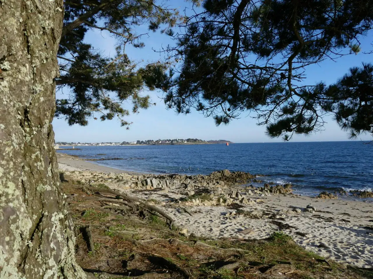 Vue sur la mer depuis un sentier de randonn&eacute;e &agrave; Locmariaquer. Un pin surplombe la plage de sable et de rochers.