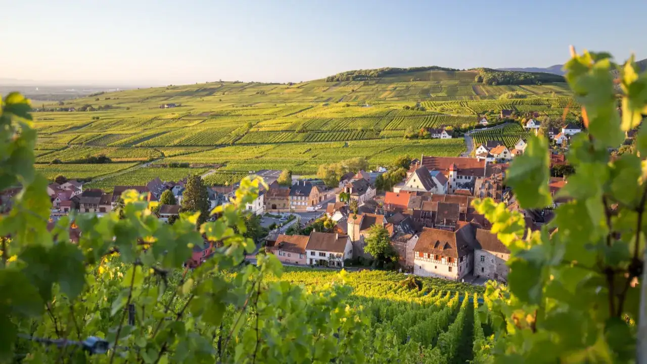 Vue d'un village alsacien nich&eacute; au milieu de vignobles verdoyants, un paysage id&eacute;al pour le tourisme en Alsace.