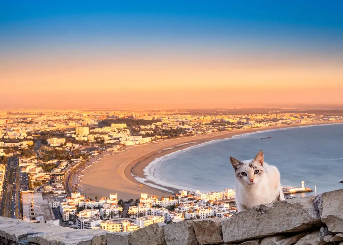 Un chat blanc observe la baie d'Agadir, Maroc, au coucher du soleil. La ville s'&eacute;tend le long de la c&ocirc;te, baign&eacute;e d'une lumi&egrave;re dor&eacute;e.